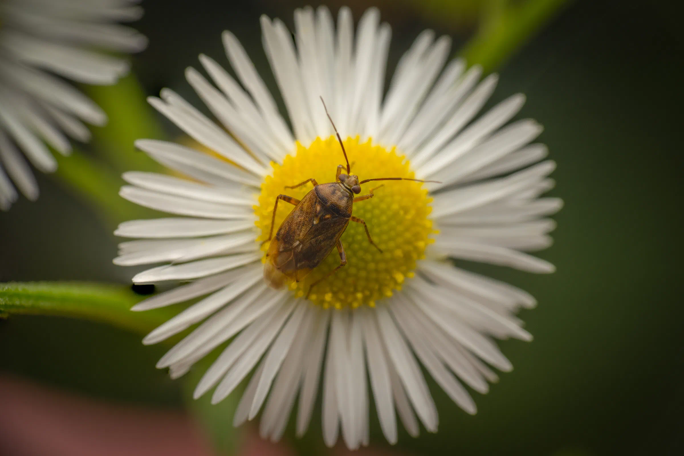 Behaarte Wiesenwanze