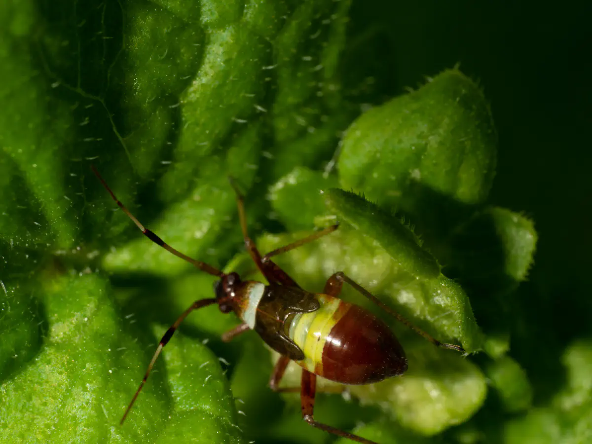Closterotomus fulvomaculatus