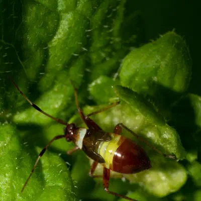Braune Schmuckwanze