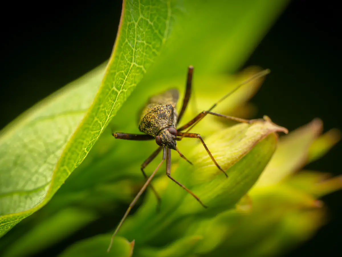 Closterotomus fulvomaculatus