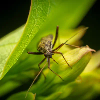 Closterotomus fulvomaculatus