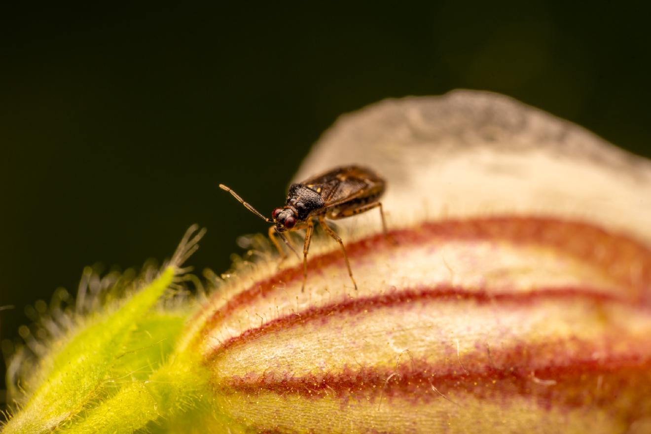 Common Nettle Flower Bug – No. 1