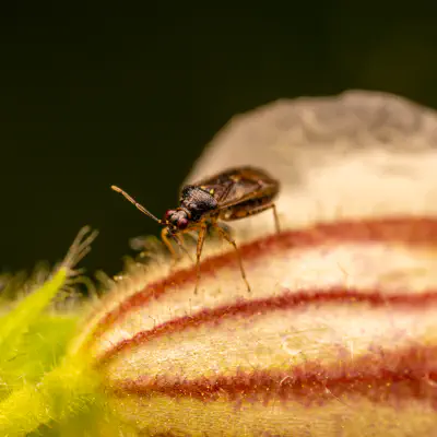 Braunschwarze Nesselweichwanze