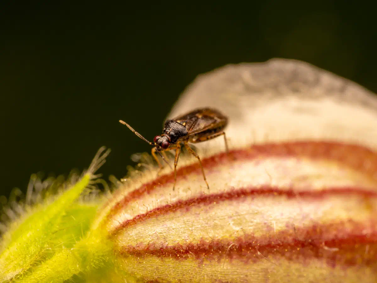 Plagiognathus arbustorum