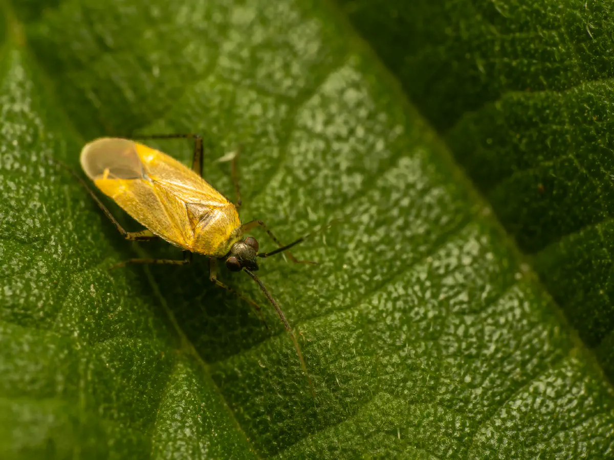 Plagiognathus arbustorum