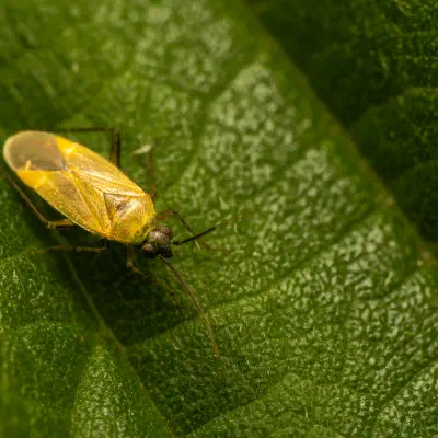 Common Nettle Flower Bug