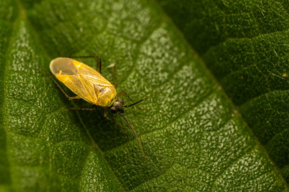 March 7, 2024 – Issue No. 202
– Issue No. 202: “Common Nettle Flower Bug“ Common Nettle Flower Bug
