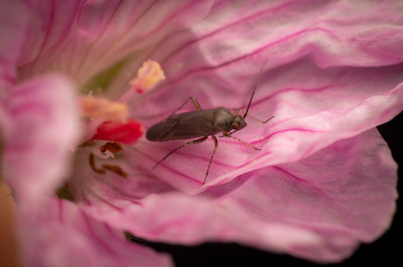 Common Nettle Flower Bug – No. 3