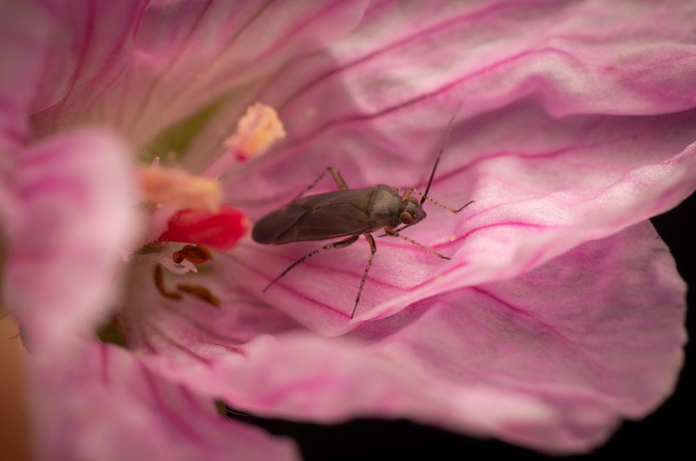 October 30, 2024 – Issue No. 439
– Issue No. 439: “Common Nettle Flower Bug“ Common Nettle Flower Bug