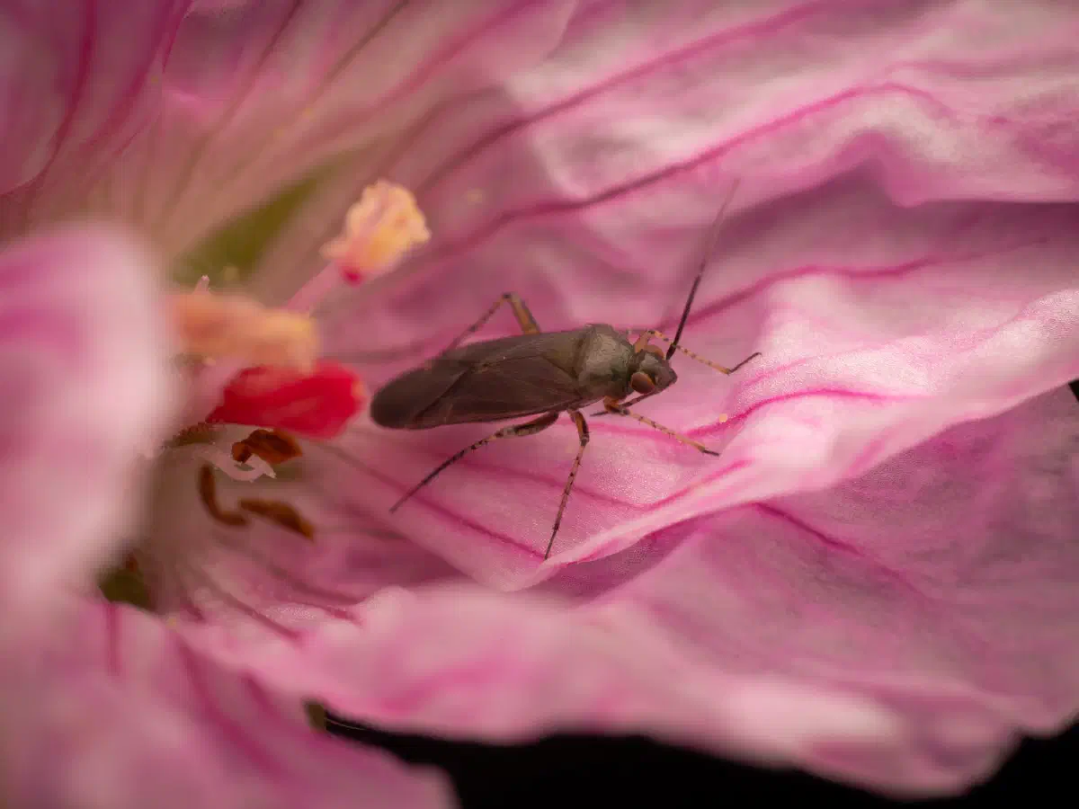 Plagiognathus arbustorum