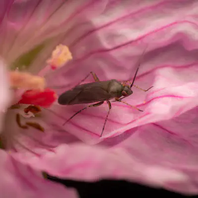 Braunschwarze Nesselweichwanze