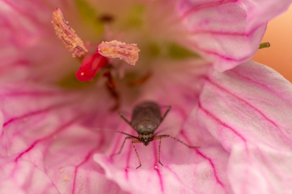 October 31, 2024 – Issue No. 440
– Issue No. 440: “Common Nettle Flower Bug“ Common Nettle Flower Bug
