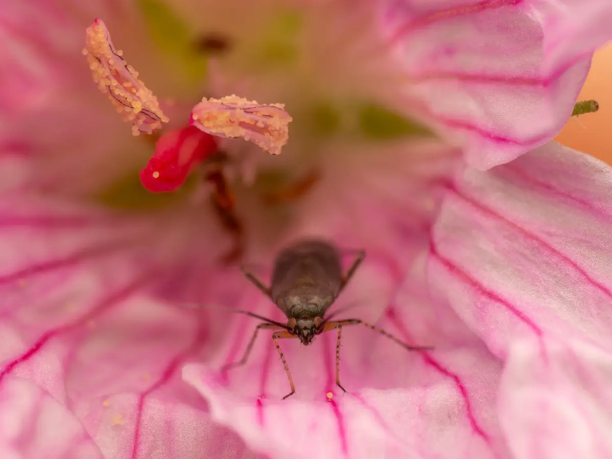 Plagiognathus arbustorum