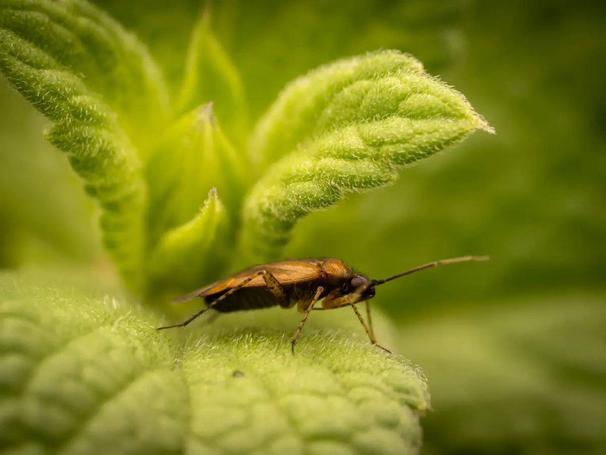 Plagiognathus arbustorum