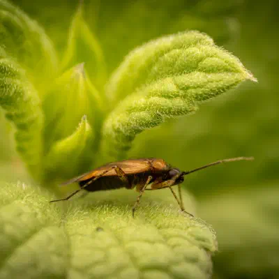 Common Nettle Flower Bug