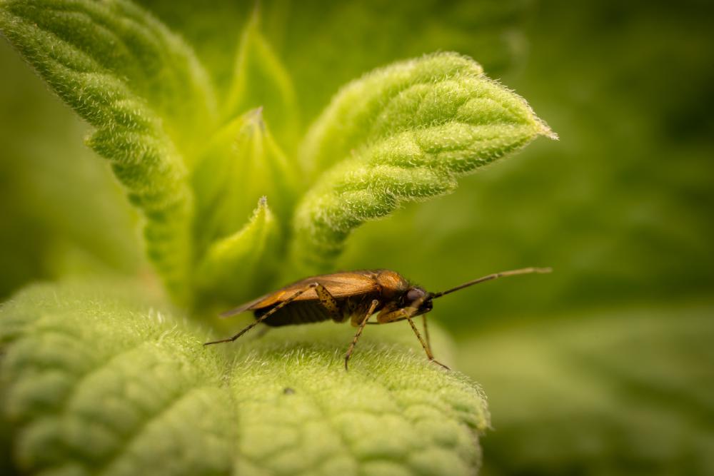 May 28, 2025 – Issue No. 649
– Issue No. 649: “Common Nettle Flower Bug“ Common Nettle Flower Bug