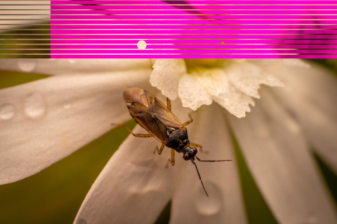 Common Nettle Flower Bug – No. 6
