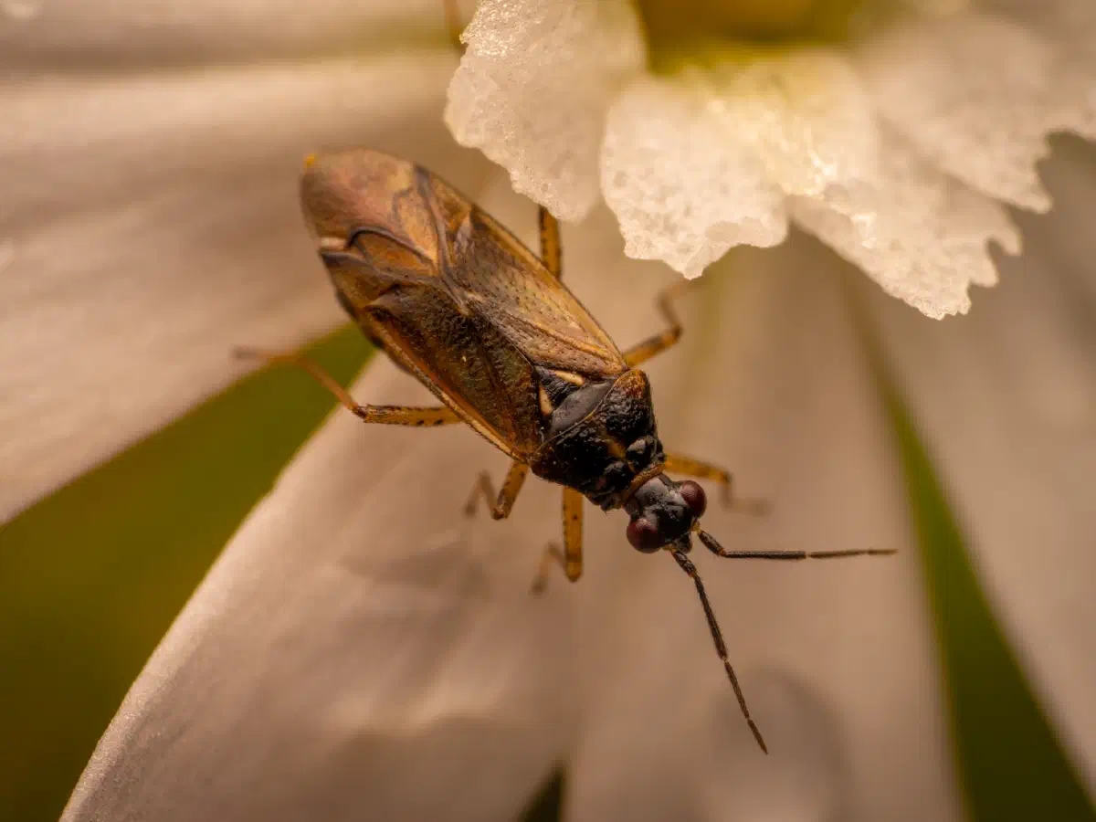 Plagiognathus arbustorum