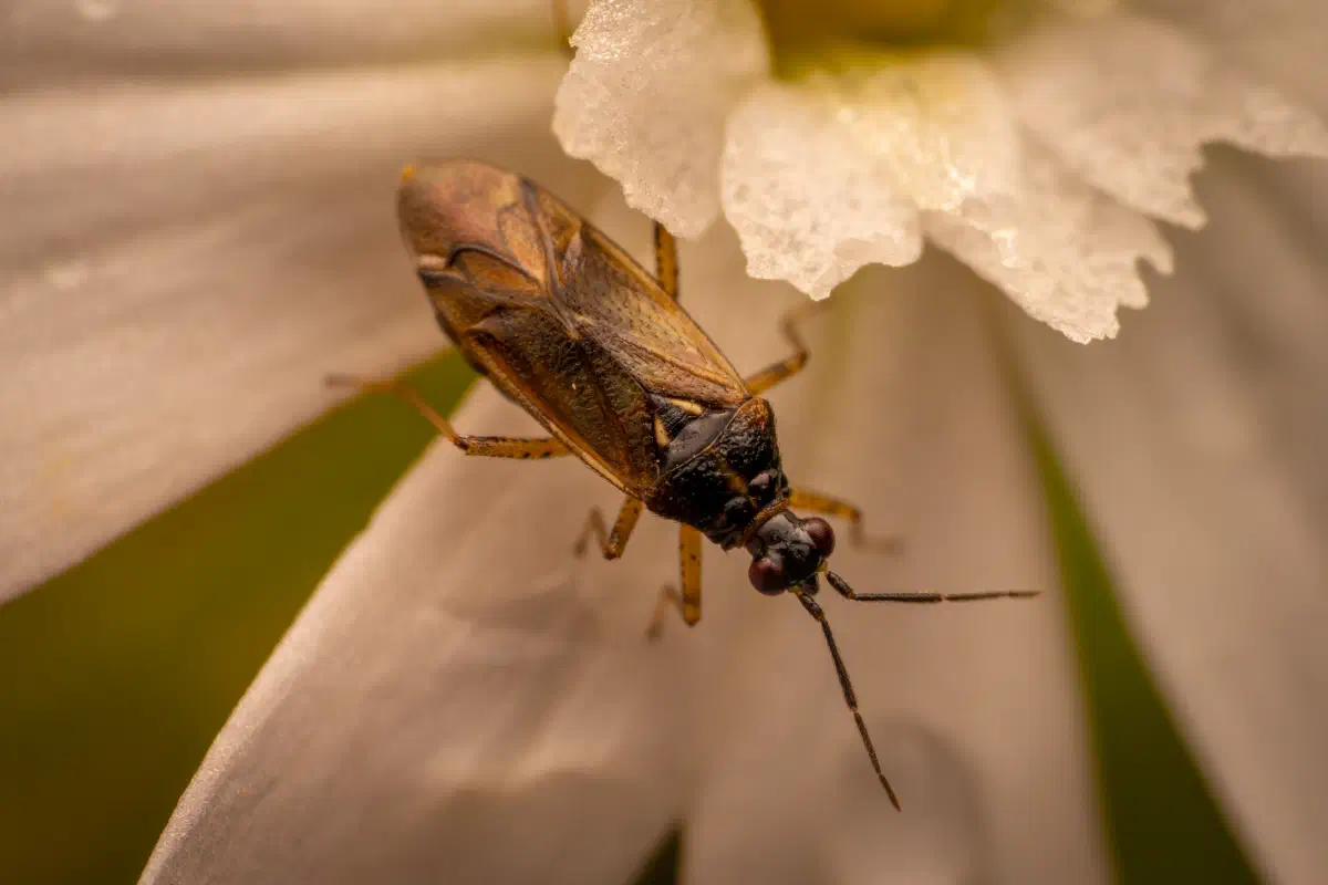 Common Nettle Flower Bug