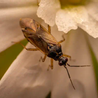 Common Nettle Flower Bug
