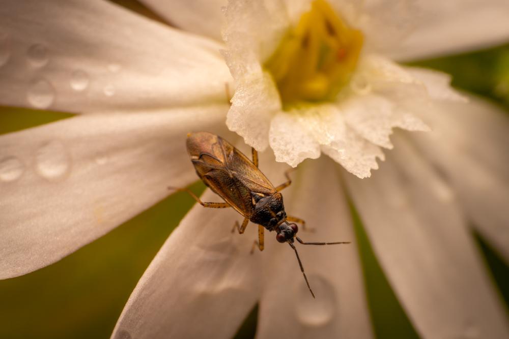 December 6, 2024 – Issue No. 476
– Issue No. 476: “Common Nettle Flower Bug“ Common Nettle Flower Bug
