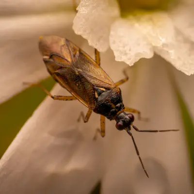 Braunschwarze Nesselweichwanze