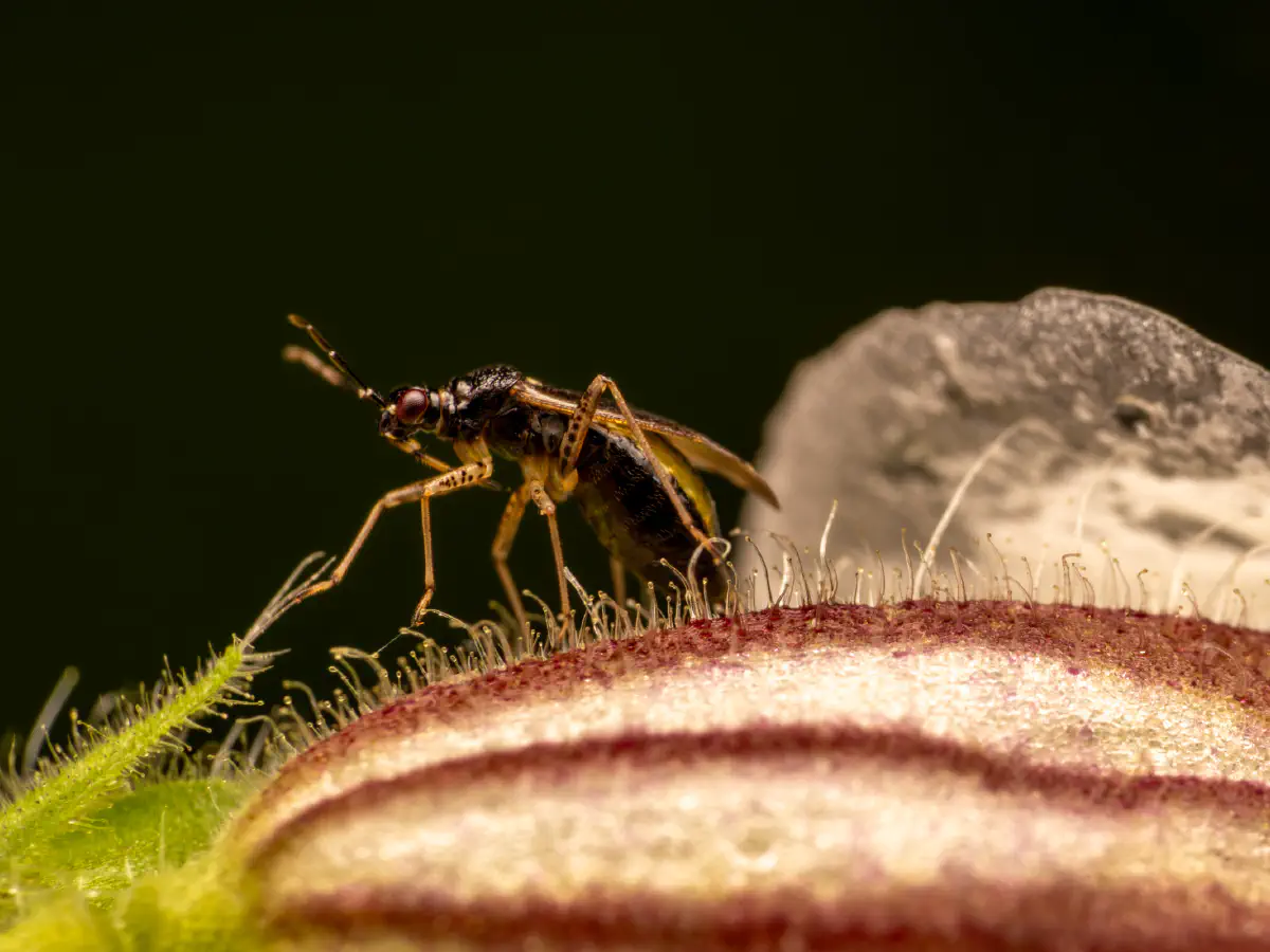 Plagiognathus arbustorum