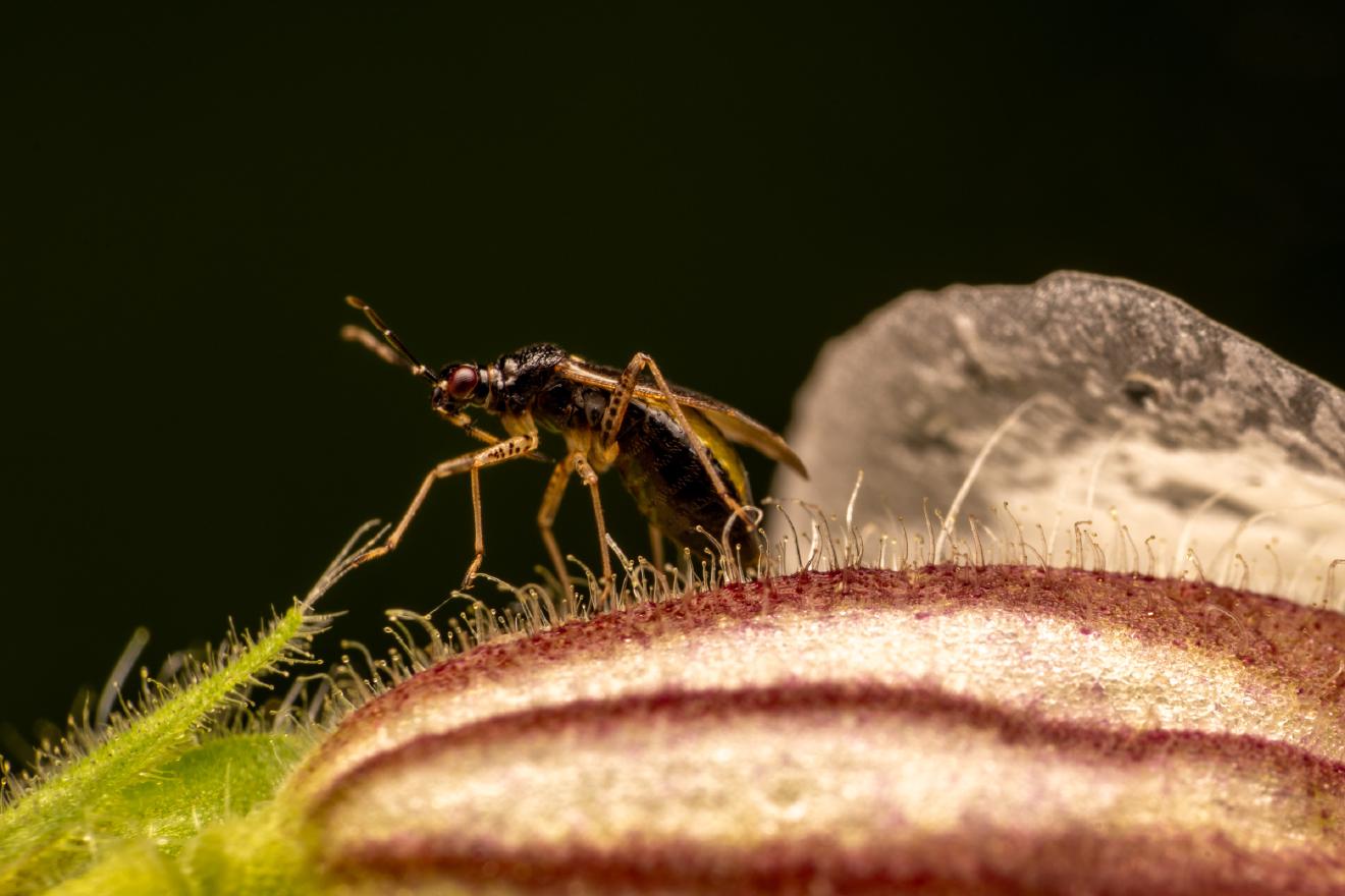 Common Nettle Flower Bug – No. 7