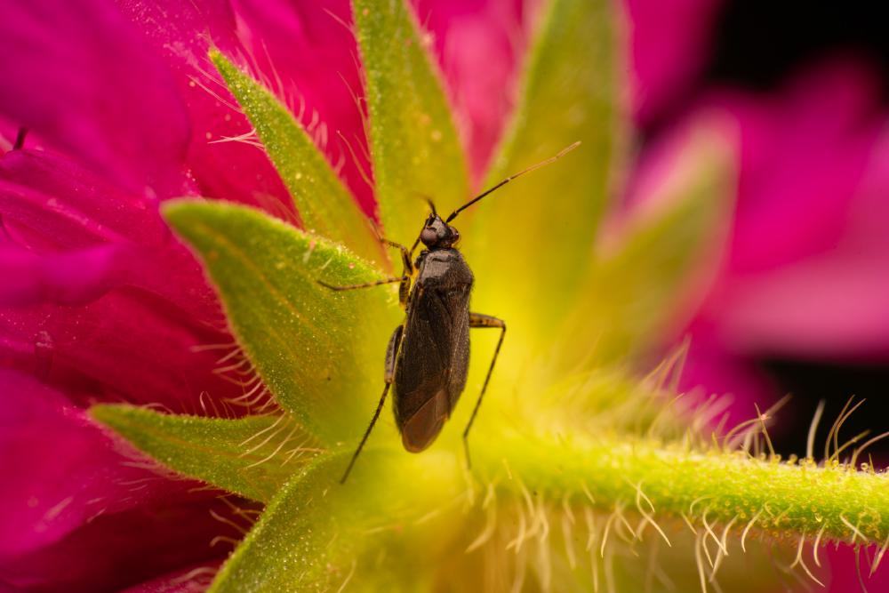 November 19, 2024 – Issue No. 459
– Issue No. 459: “Common Nettle Flower Bug“ Common Nettle Flower Bug