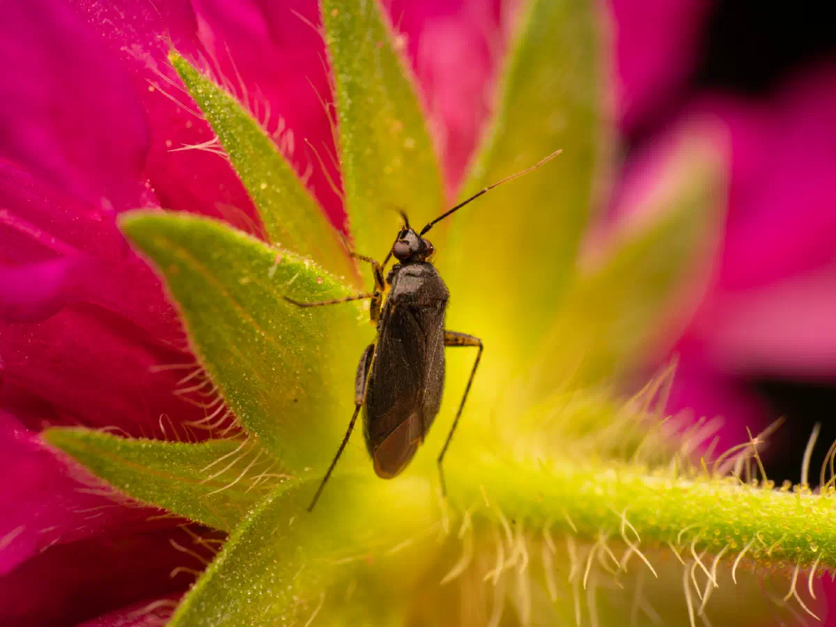 Plagiognathus arbustorum