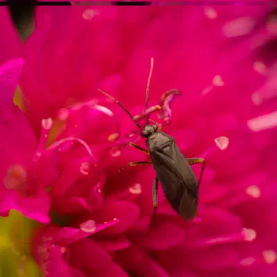 Common Nettle Flower Bug