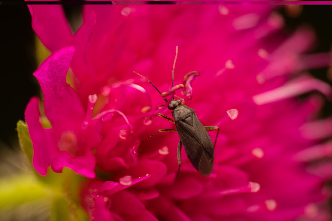 Common Nettle Flower Bug – No. 9