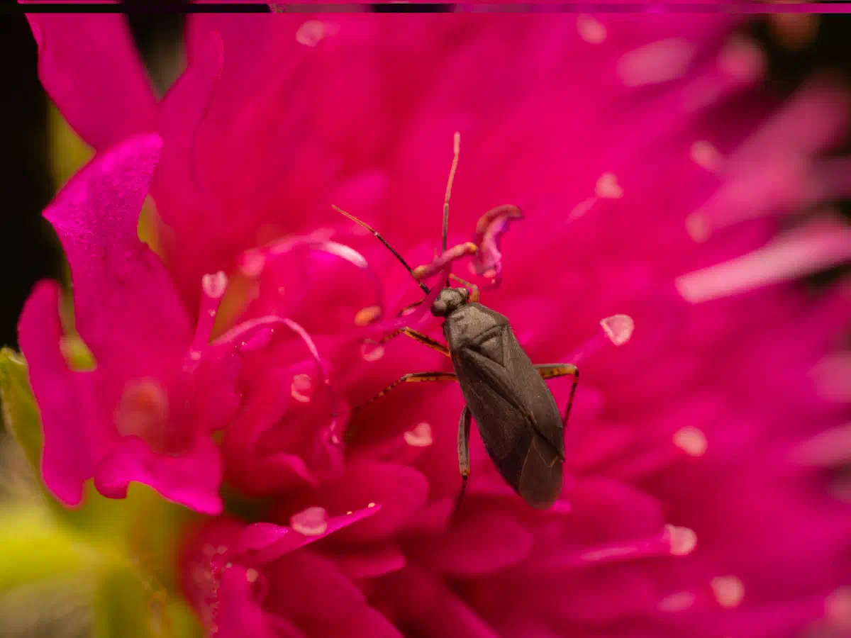 Plagiognathus arbustorum