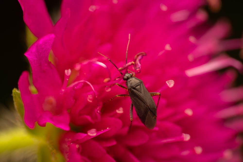 November 24, 2024 – Issue No. 464
– Issue No. 464: “Common Nettle Flower Bug“ Common Nettle Flower Bug