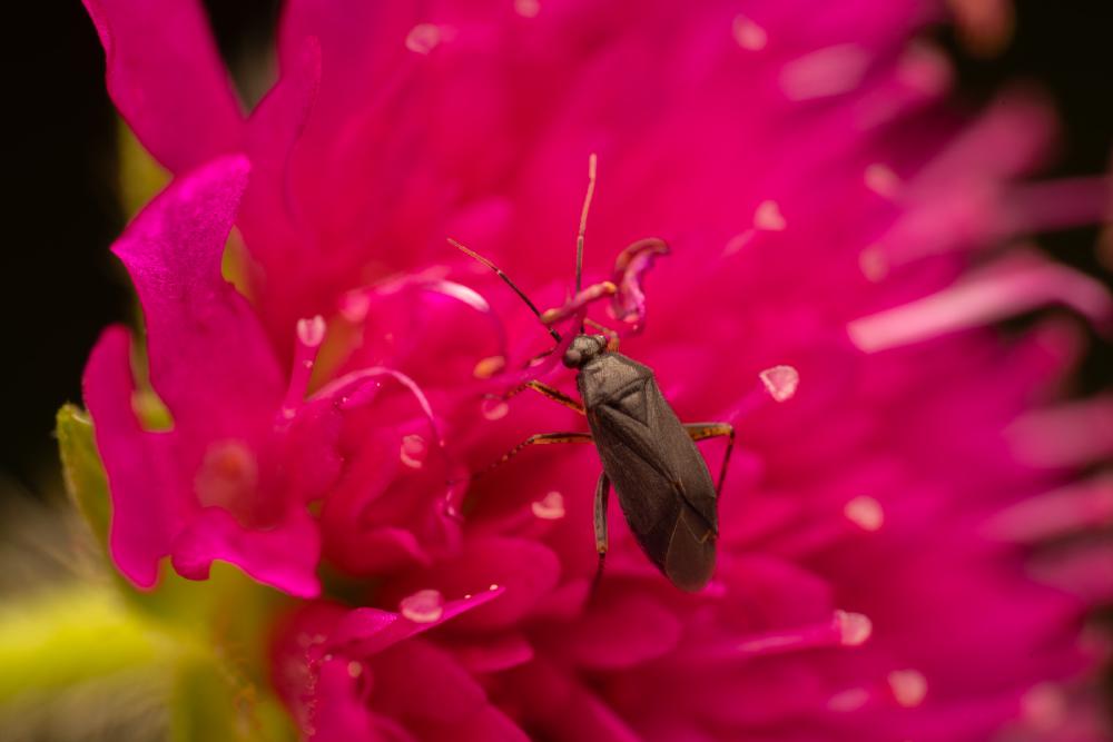 November 24, 2024 – Issue No. 464
– Issue No. 464: “Common Nettle Flower Bug“ Common Nettle Flower Bug