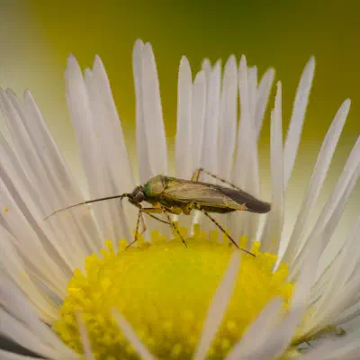Common Nettle Flower Bug