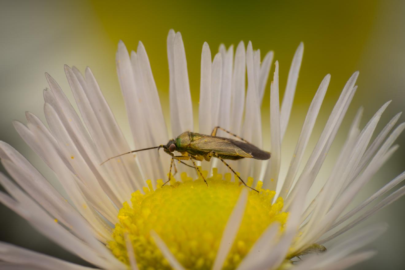 Common Nettle Flower Bug – No. 10