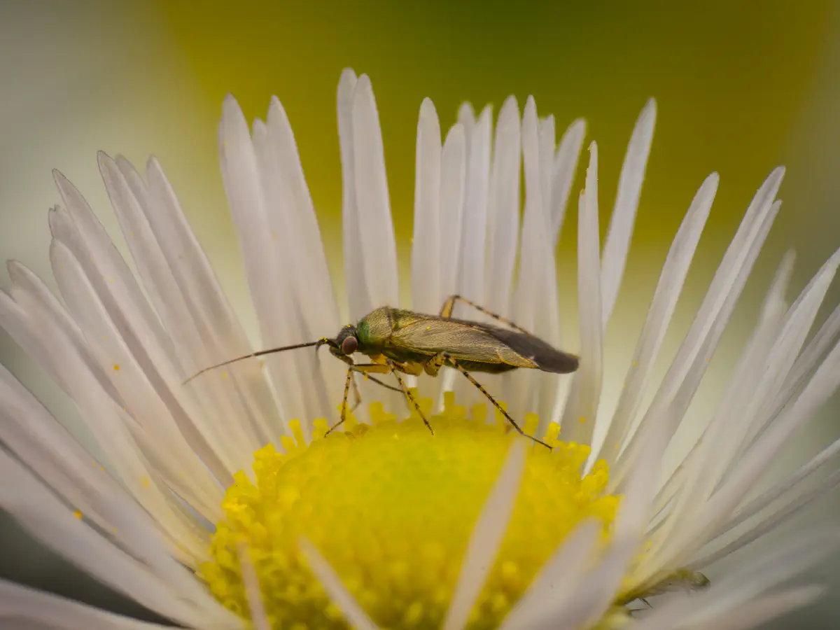 Plagiognathus arbustorum