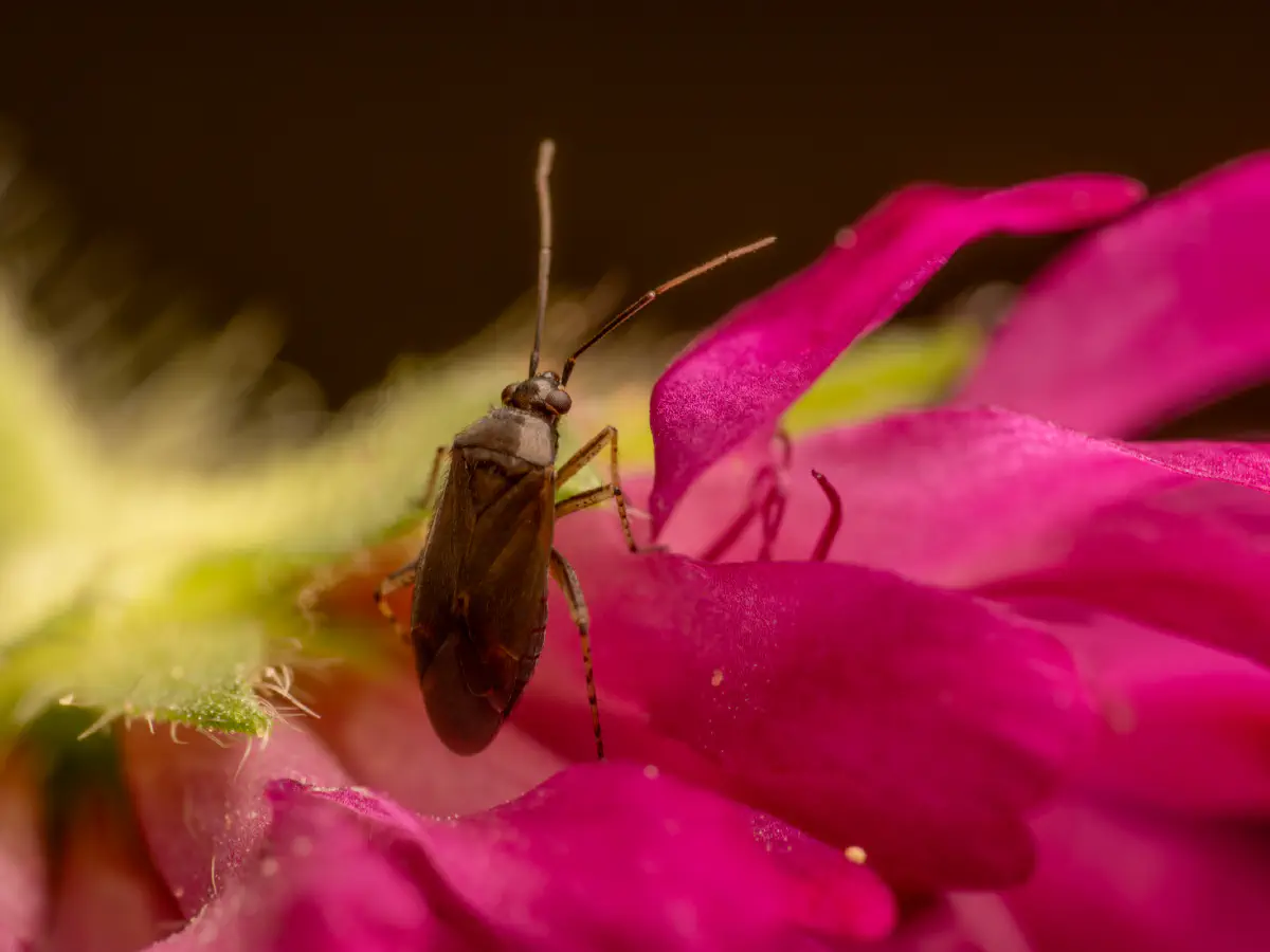 Plagiognathus arbustorum