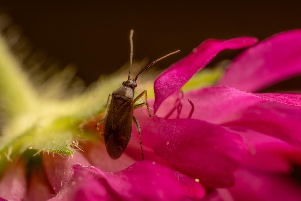 November 23, 2024 – Issue No. 463
– Issue No. 463: “Common Nettle Flower Bug“ Common Nettle Flower Bug