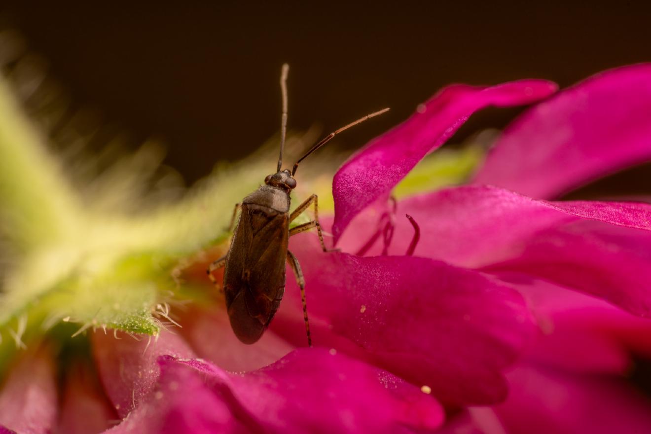Common Nettle Flower Bug – No. 11