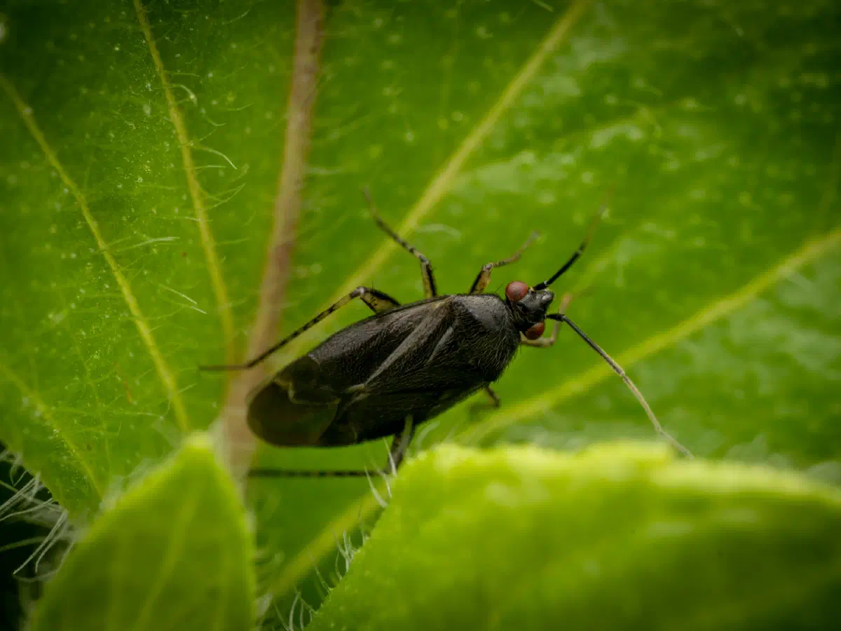 Plagiognathus arbustorum