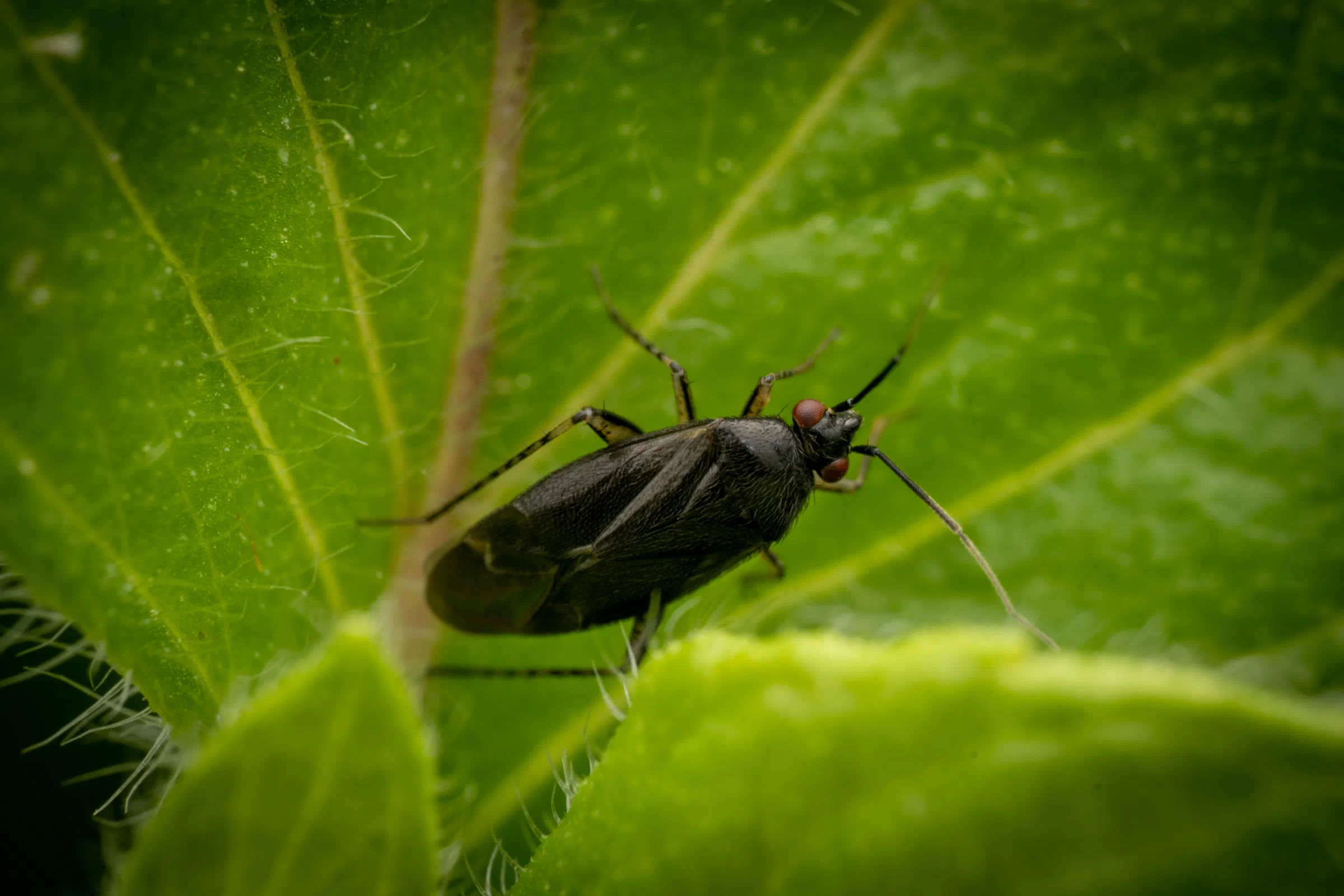 Plagiognathus arbustorum
