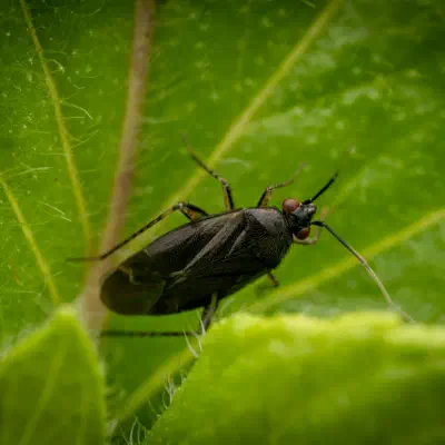 Braunschwarze Nesselweichwanze