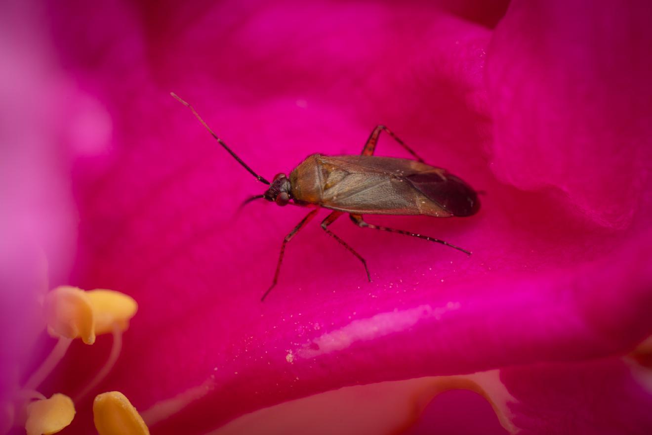 Common Nettle Flower Bug – No. 13