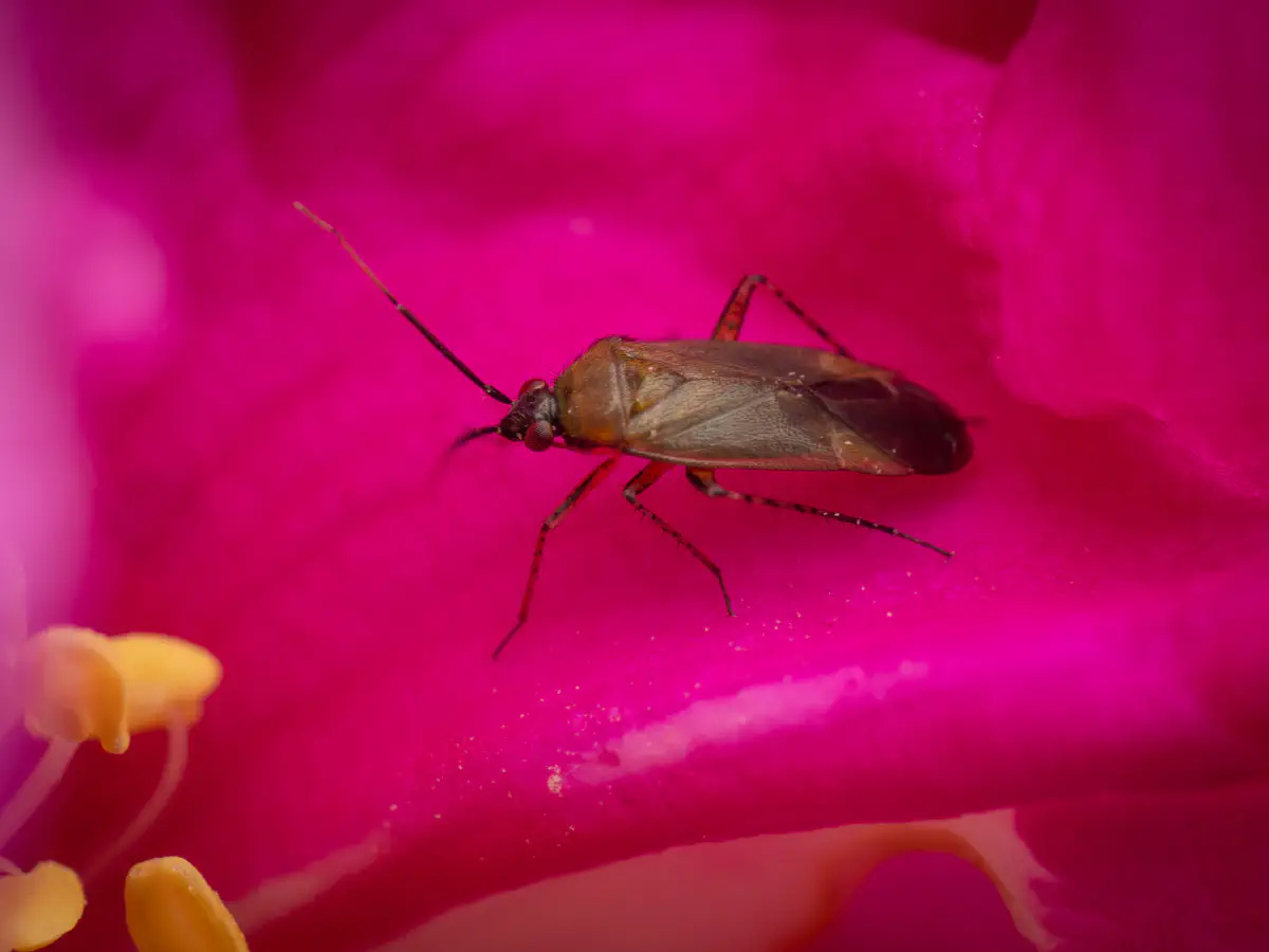 Plagiognathus arbustorum