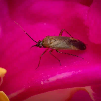 Common Nettle Flower Bug