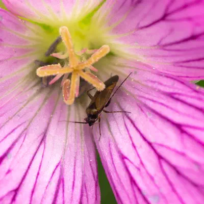 Braunschwarze Nesselweichwanze