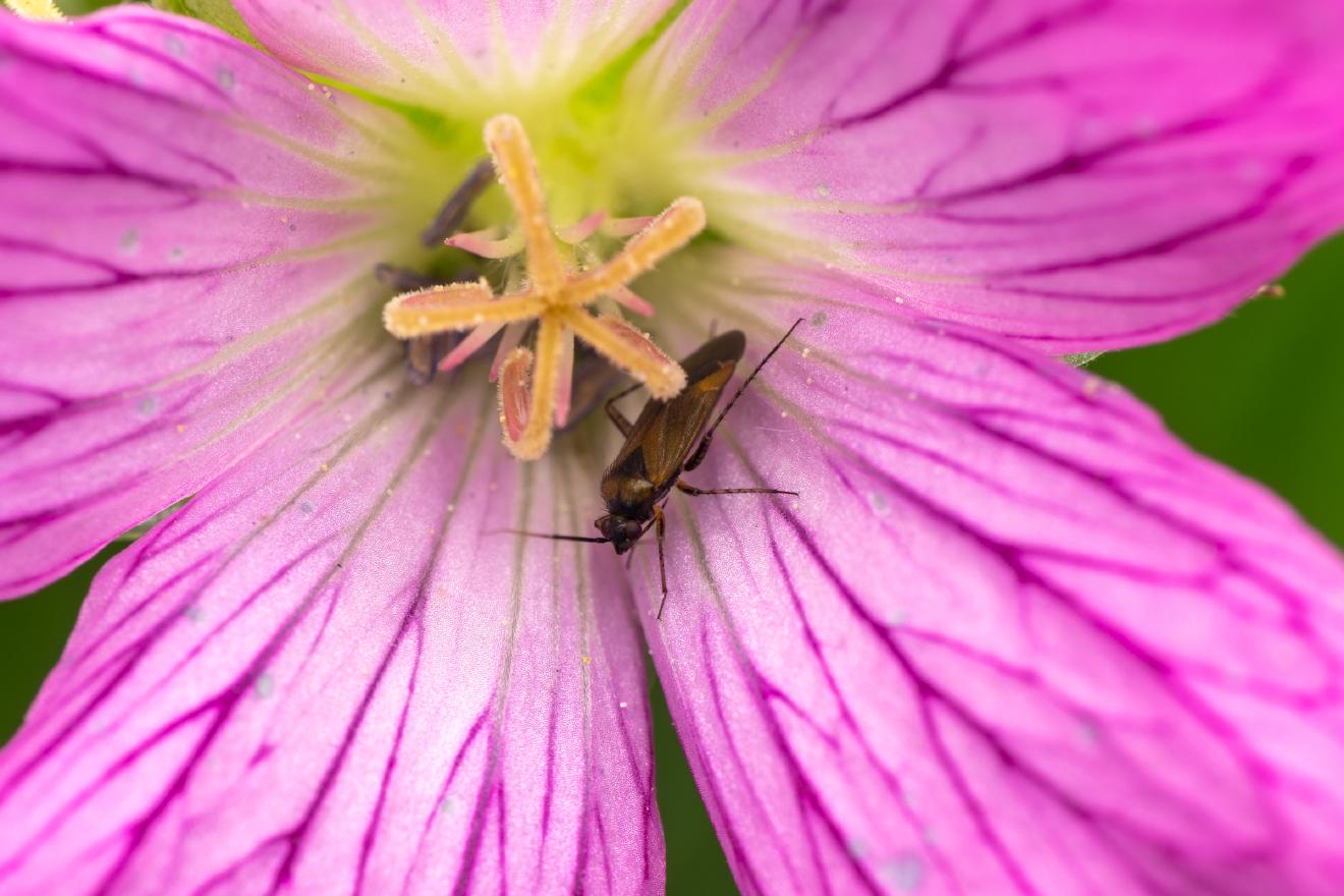 Common Nettle Flower Bug – No. 14
