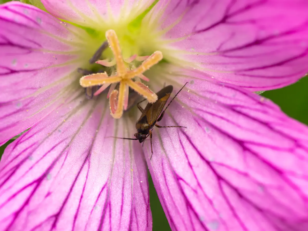 Plagiognathus arbustorum